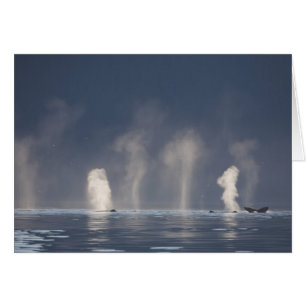 Baleines à bosse Megaptera novaeangliae)