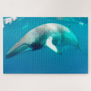 Baleines de Minke en puzzle