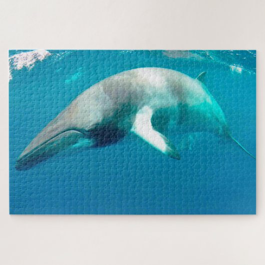 Baleines de Minke en puzzle (Horizontal)