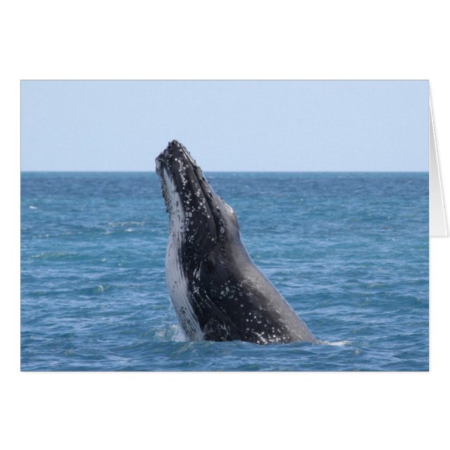 Baleines en voie de ponte (Devant horizontal)