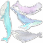 Baleines... Stickers baleine (Devant)