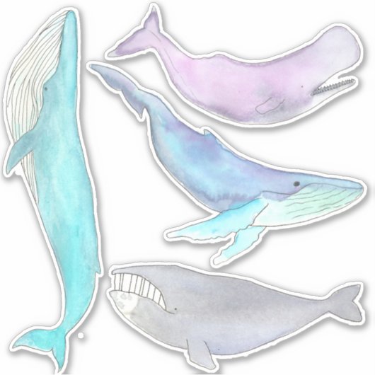 Baleines... Stickers baleine (Devant)