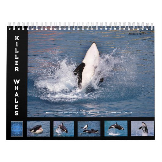 Baleines tueuses calendrier 12 mois (Protection)