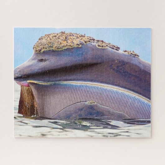 Baleinwalvis Legpuzzel (Horizontaal)