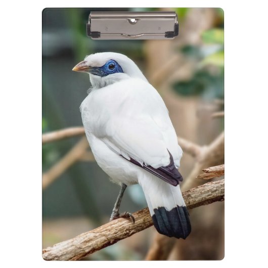 Bali Myna Bird Clipboard Klembord (Voorkant)