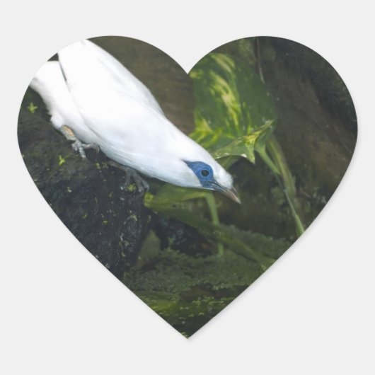 Bali Myna Hart Sticker (Voorkant)