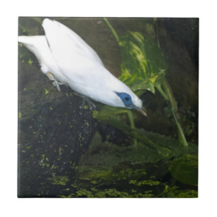 Bali Myna Tegeltje