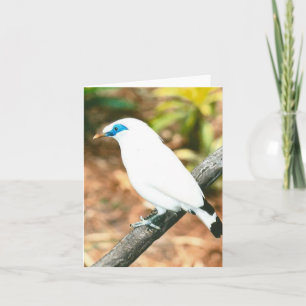 Bali Mynah Photo Folded Note Kaart