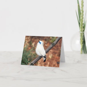 Bali Mynah Photo Folded Note Kaart