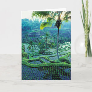 Bali Overzicht van rijstterrassen Kaart