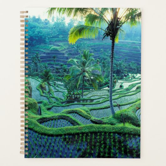 Bali | Vue d'ensemble des rizières (Devant)