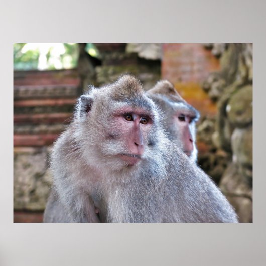 Balinese Macaque Poster (Voorkant)