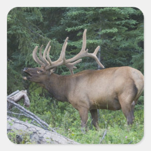 Balkende elanden in Banff National Park, Canada. Vierkante Sticker
