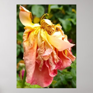 Ball Gown Dead Roos, geel sinaasappel Poster