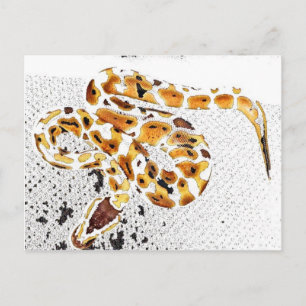 Ball Python Briefkaart