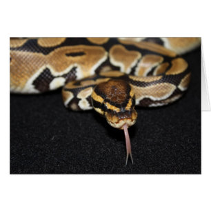 Ball Python-kaart