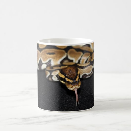 Ball Python Mok (Center)