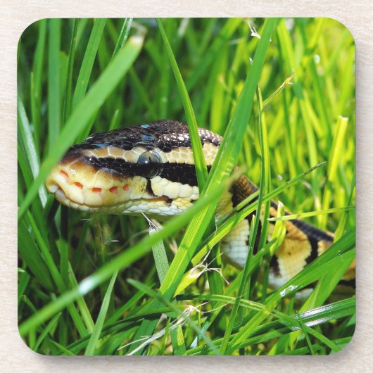 Ball Python Snake in the Grass Bier Onderzetter (Voorkant)