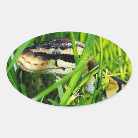Ball Python Snake in the Grass Ovale Sticker (Voorkant)