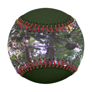 Balle De Baseball Arbre d'avocat