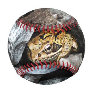 Balle De Baseball Une grenouille tachetée se cache dans les rochers