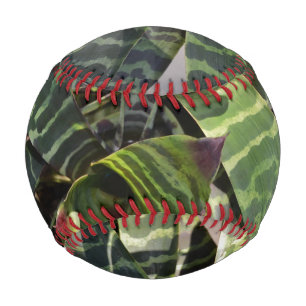 Balle De Baseball Vriesea Splendens Bromeliad Plante Feuilles rayés