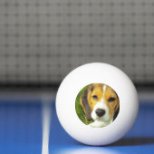 Balle De Ping Pong Beagle mignon (Filet)