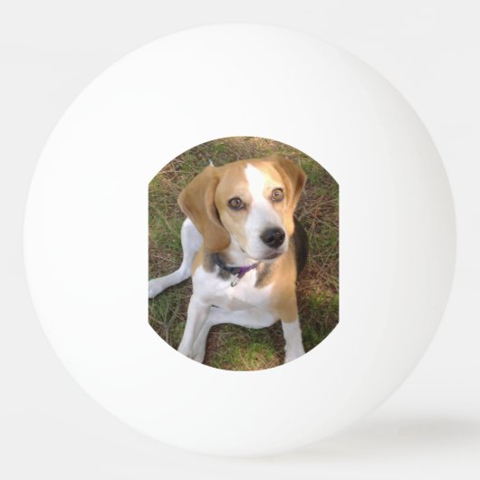 Balle De Ping Pong Beagle reposant 2 (Devant)