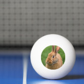 Balle De Ping Pong Beau lapin (Filet)