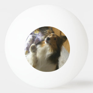 Balle De Ping Pong Berger des Shetland qui mendie