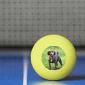 Balle De Ping Pong Bonjour (Filet)