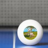 Balle De Ping Pong Bonne chèvre (Filet)
