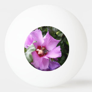Balle De Ping Pong Bumblebebe sur la fleur d'Hibiscus