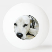 Balle De Ping Pong Chien dalmatien (Dos)