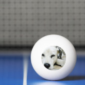 Balle De Ping Pong Chien dalmatien (Filet)