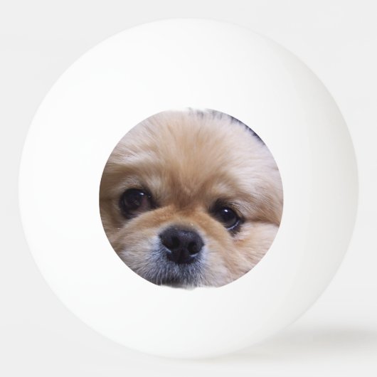 Balle De Ping Pong Chien de Pekingese (Dos)