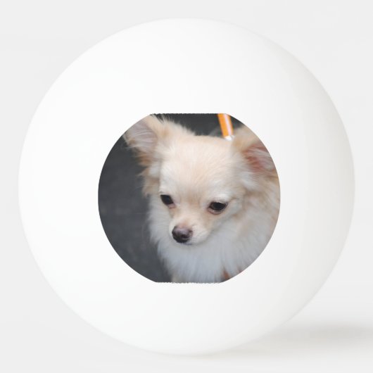 Balle De Ping Pong Chiwawa aux cheveux longs (Devant)