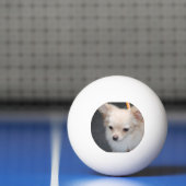 Balle De Ping Pong Chiwawa aux cheveux longs (Filet)