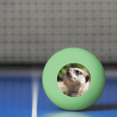 BALLE DE PING PONG CUTE MEERKAT (Filet)