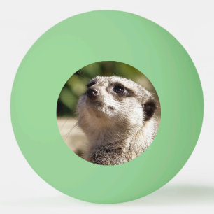 BALLE DE PING PONG CUTE MEERKAT
