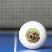 Balle De Ping Pong Dachshund (Filet)