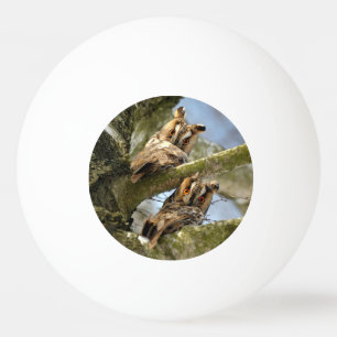 Balle De Ping Pong Deux hiboux dans les bois, oiseaux, faune Ping Pon