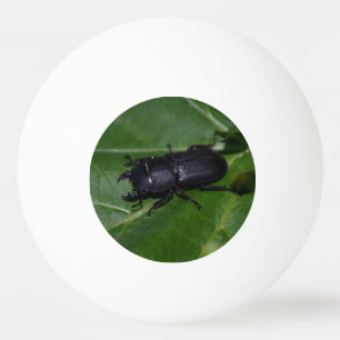 Balle De Ping Pong Dorcus parallelipipedus, le moindre dendroctone du