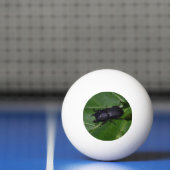 Balle De Ping Pong Dorcus parallelipipedus, le moindre dendroctone du (Filet)