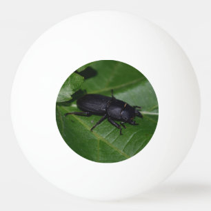 Balle De Ping Pong Dorcus parallelipipedus, le moindre dendroctone du
