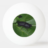 Balle De Ping Pong Dorcus parallelipipedus, le moindre dendroctone du (Dos)