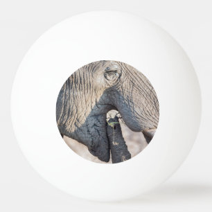 Balle De Ping Pong Elephant feeding