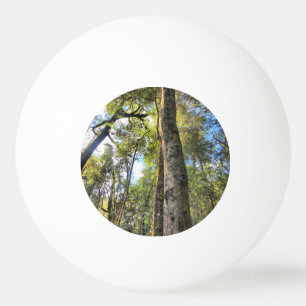 Balle De Ping Pong Eucalyptus gommiers de la forêt pluviale australie