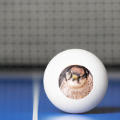 BALLE DE PING PONG FALCON BIRD DE PREY (Filet)