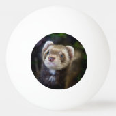 Balle De Ping Pong Ferret (Dos)